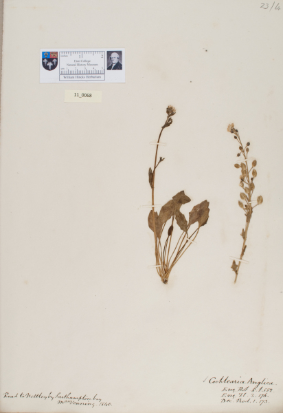 NHM_HH_11.68-2010 image NHM_HH_11.68-2010