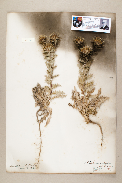 NHM_HH_27.4-2010 image NHM_HH_27.4-2010