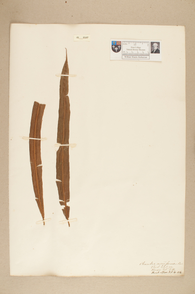 NHM_HH_41.147-2010 image NHM_HH_41.147-2010