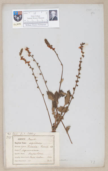 NHM_HH_13.78-2010 image NHM_HH_13.78-2010