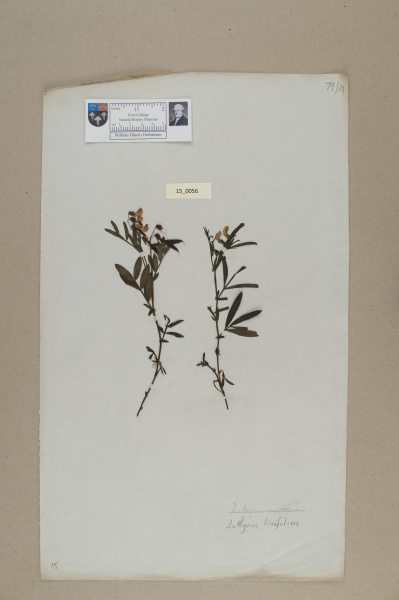 NHM_HH_15.56-2010 image NHM_HH_15.56-2010