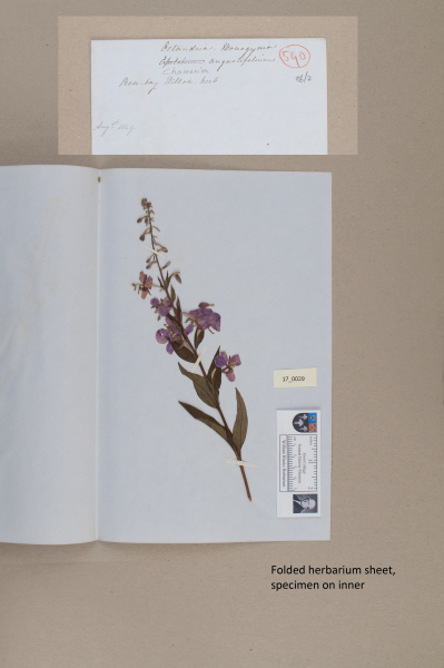 NHM_HH_17.29-2010 image NHM_HH_17.29-2010