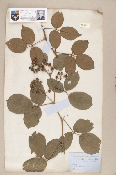 NHM_HH_43.25-2010 image NHM_HH_43.25-2010