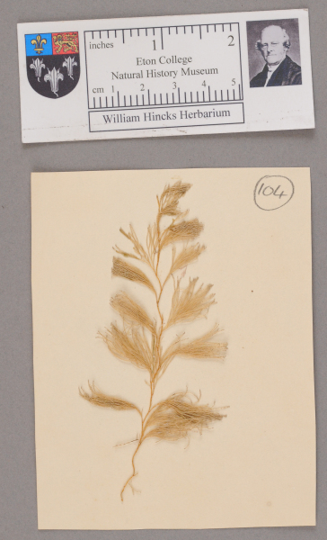 NHM_HH_1.104-2010 image NHM_HH_1.104-2010