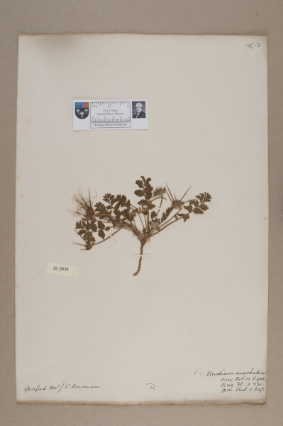 NHM_HH_19.39-2010 image NHM_HH_19.39-2010