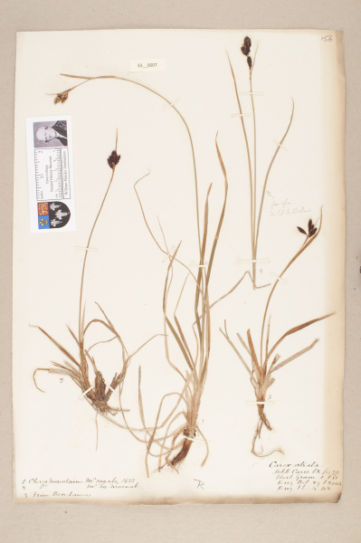 NHM_HH_33.7-2010 image NHM_HH_33.7-2010