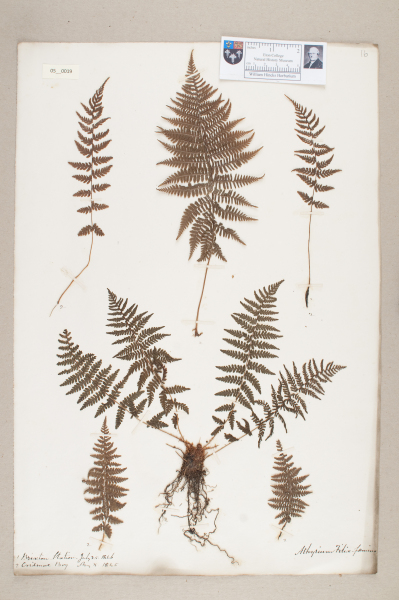 NHM_HH_5.19-2010 image NHM_HH_5.19-2010