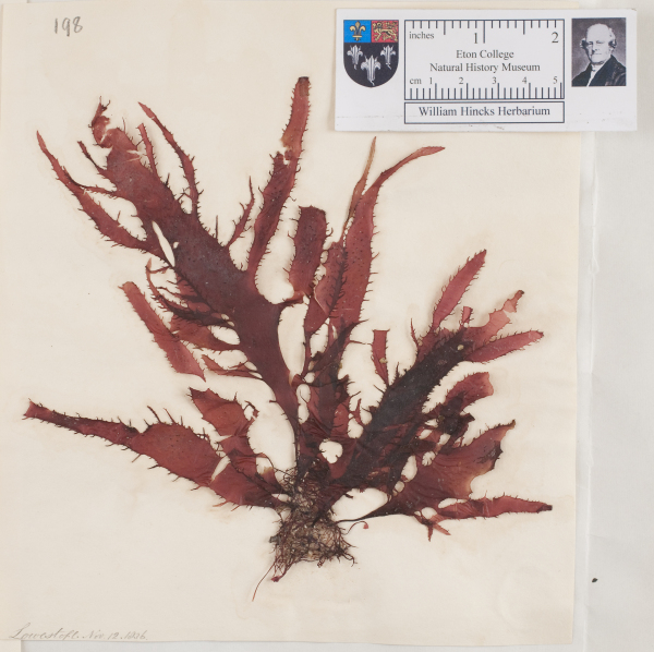 NHM_HH_1.198-2010 image NHM_HH_1.198-2010