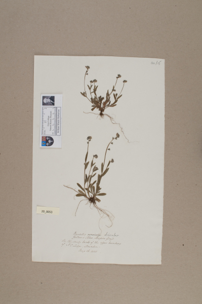 NHM_HH_20.53-2010 image NHM_HH_20.53-2010