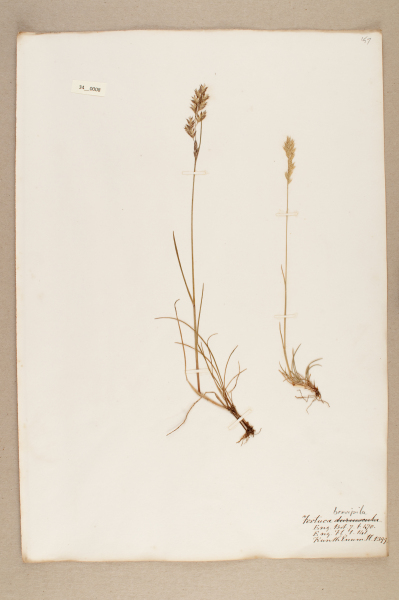 NHM_HH_34.8-2010 image NHM_HH_34.8-2010