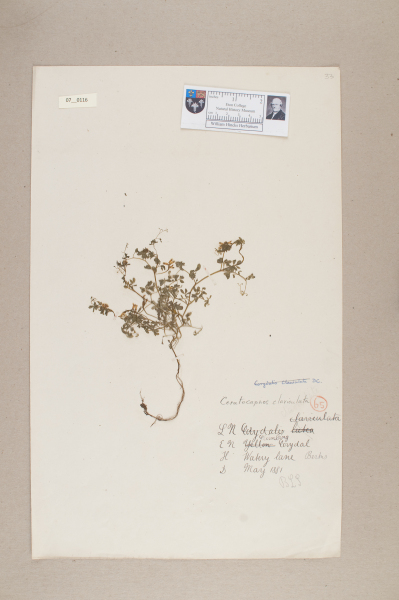 NHM_HH_7.116-2010 image NHM_HH_7.116-2010