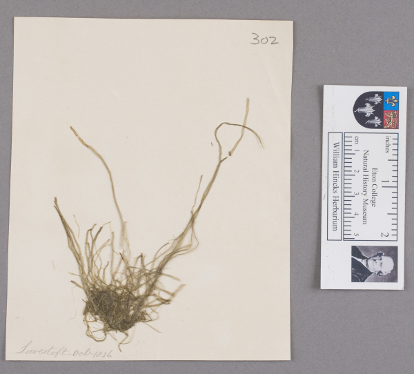 NHM_HH_1.302-2010 image NHM_HH_1.302-2010