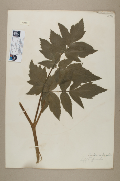 NHM_HH_22.28-2010 image NHM_HH_22.28-2010