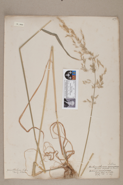 NHM_HH_35.9-2010 image NHM_HH_35.9-2010