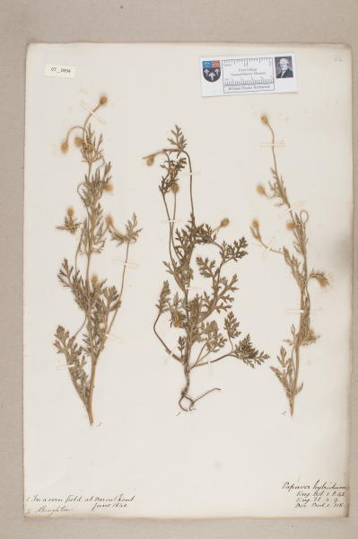 NHM_HH_7.94-2010 image NHM_HH_7.94-2010