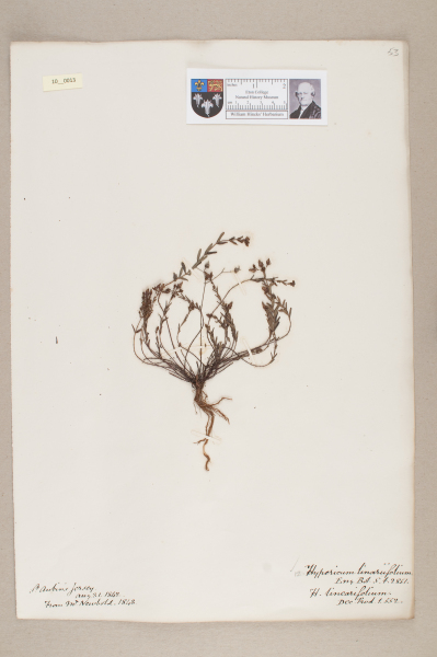 NHM_HH_10.13-2010 image NHM_HH_10.13-2010