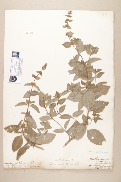 image NHM_HH_23.74-2010