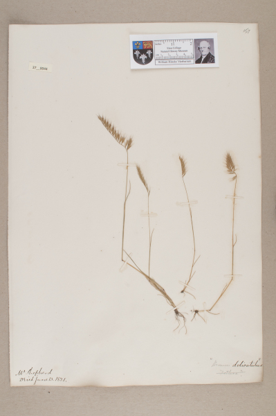 NHM_HH_37.44-2010 image NHM_HH_37.44-2010