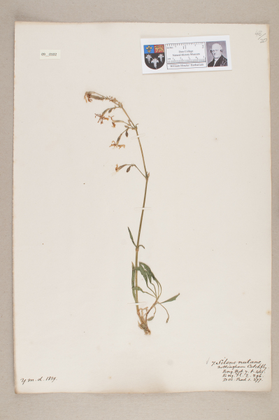 NHM_HH_9.102-2010 image NHM_HH_9.102-2010