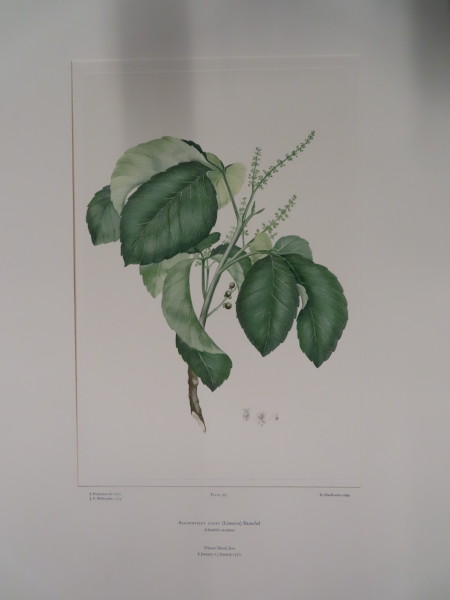 FDA-E.2916_17_8-2016-A image FDA-E.2916_17_8-2016-A