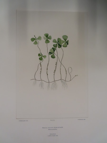 image FDA-E.2916_31_26-2016