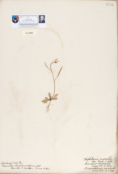 NHM_HH_11.109-2010 image NHM_HH_11.109-2010