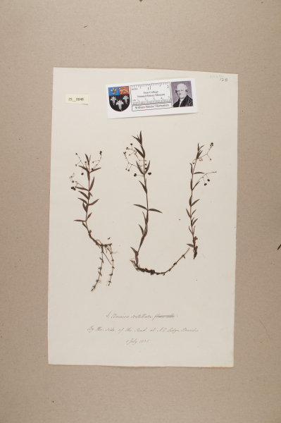 NHM_HH_25.48-2010 image NHM_HH_25.48-2010