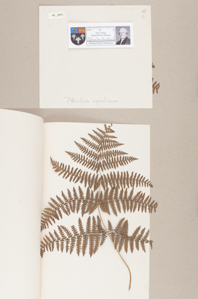 NHM_HH_4.25-2010 image NHM_HH_4.25-2010