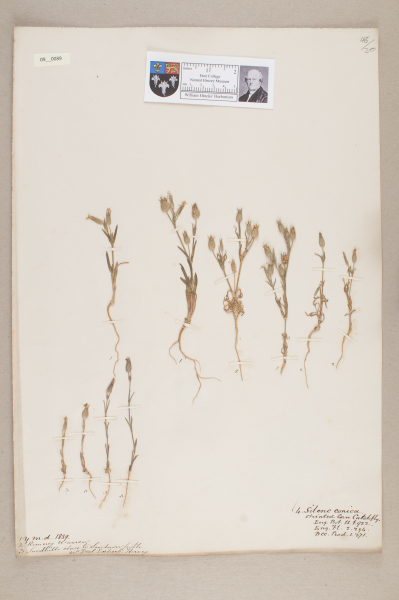 NHM_HH_9.89-2010 image NHM_HH_9.89-2010