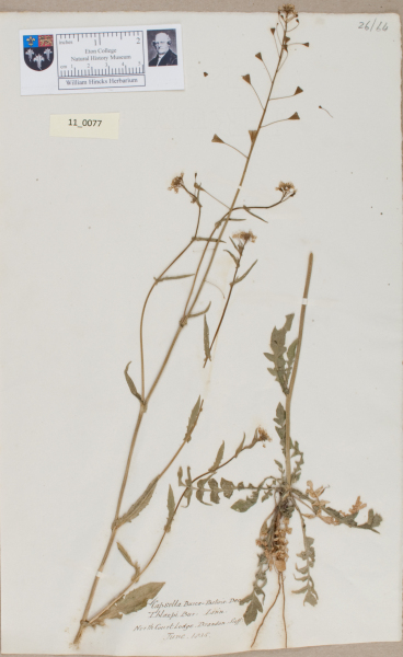 NHM_HH_11.77-2010 image NHM_HH_11.77-2010