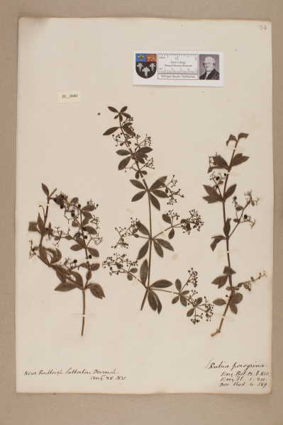 NHM_HH_26.40-2010 image NHM_HH_26.40-2010