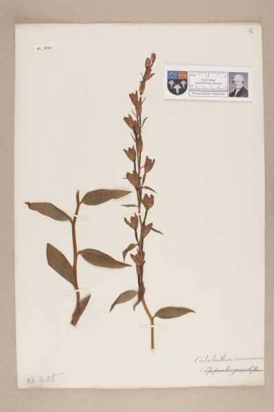 NHM_HH_40.3-2010 image NHM_HH_40.3-2010