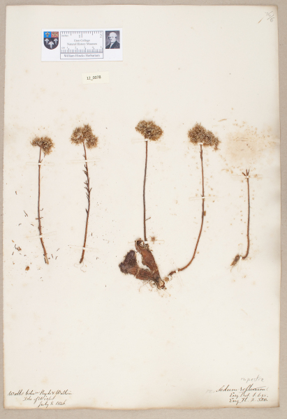 NHM_HH_12.78-2010 image NHM_HH_12.78-2010