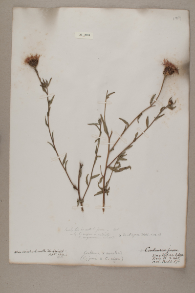 NHM_HH_28.13-2010 image NHM_HH_28.13-2010