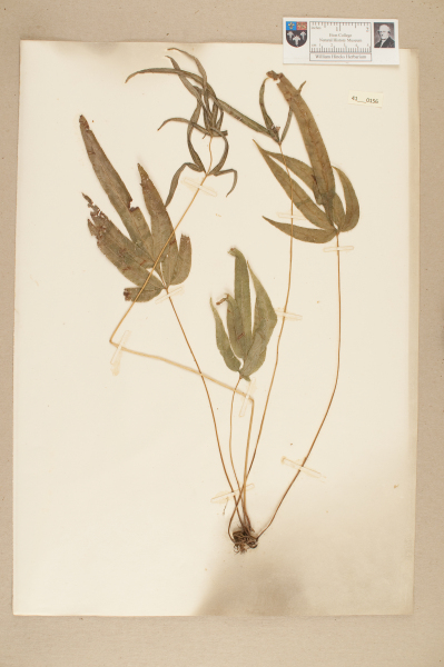 NHM_HH_41.156-2010 image NHM_HH_41.156-2010