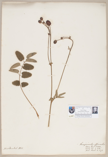 NHM_HH_13.87-2010 image NHM_HH_13.87-2010