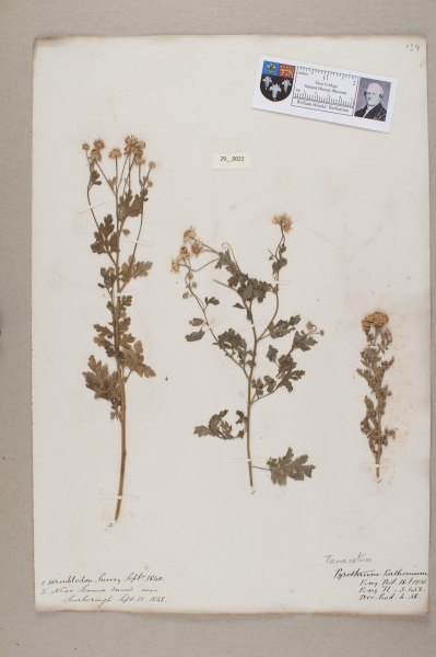 NHM_HH_29.22-2010 image NHM_HH_29.22-2010