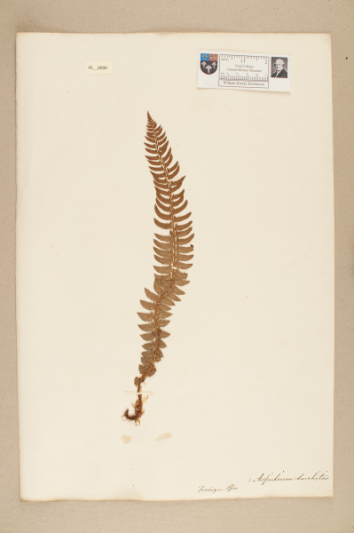 image NHM_HH_41.90-2010