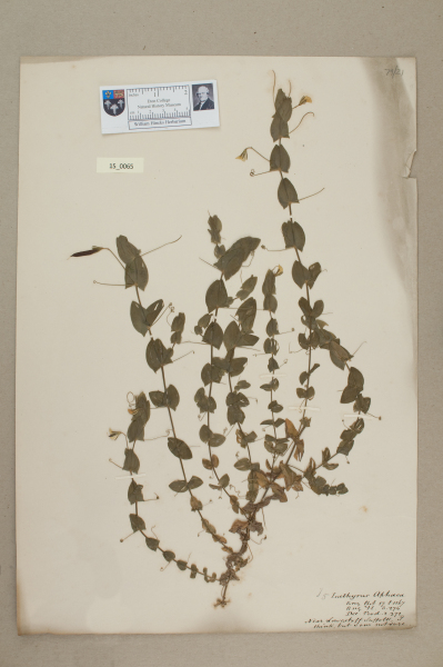 NHM_HH_15.65-2010 image NHM_HH_15.65-2010