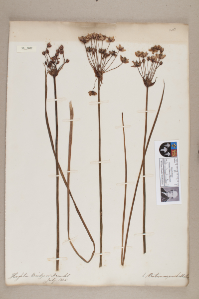 NHM_HH_30.2-2010 image NHM_HH_30.2-2010