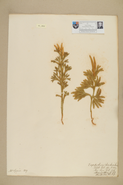 NHM_HH_42.32-2010 image NHM_HH_42.32-2010