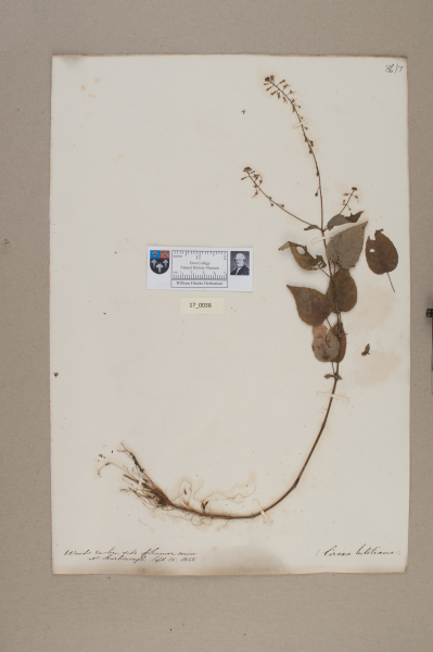 NHM_HH_17.38-2010 image NHM_HH_17.38-2010