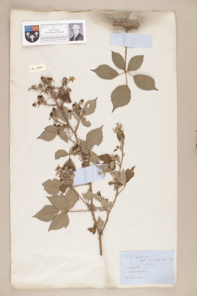 NHM_HH_43.34-2010 image NHM_HH_43.34-2010