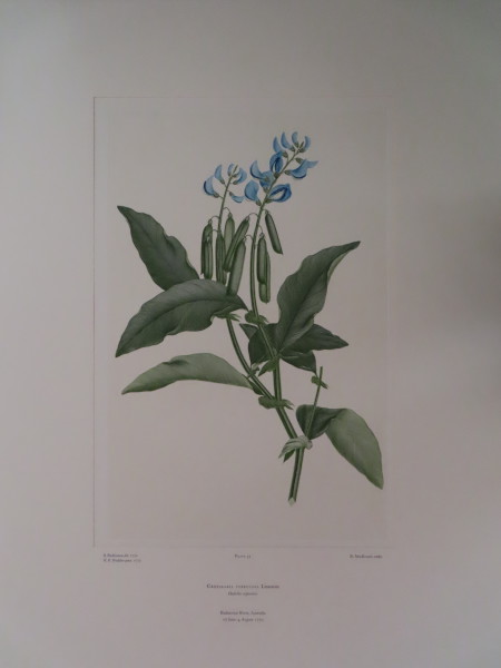 image FDA-E.2916_3_13-2016-A