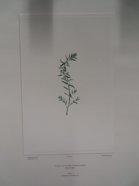 FDA-E.2916_19_5-2016 image FDA-E.2916_19_5-2016