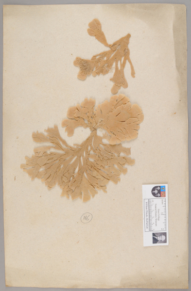 NHM_HH_1.116-2010 image NHM_HH_1.116-2010