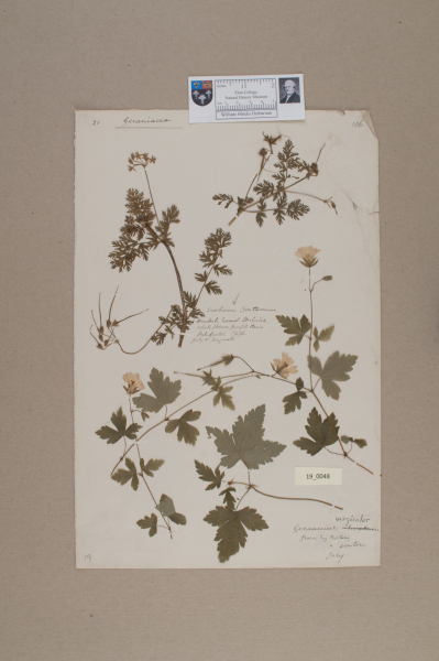 NHM_HH_19.48-2010 image NHM_HH_19.48-2010