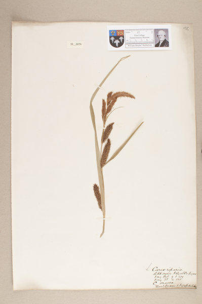 NHM_HH_33.79-2010 image NHM_HH_33.79-2010