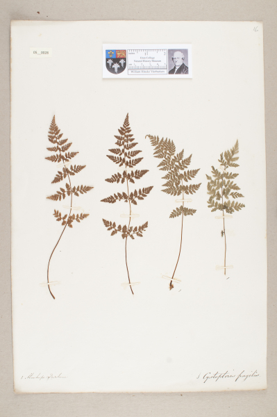 NHM_HH_5.28-2010 image NHM_HH_5.28-2010