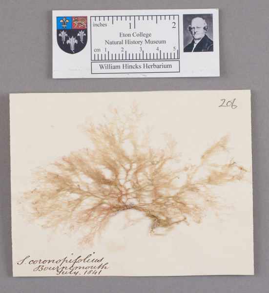 NHM_HH_1.206-2010 image NHM_HH_1.206-2010